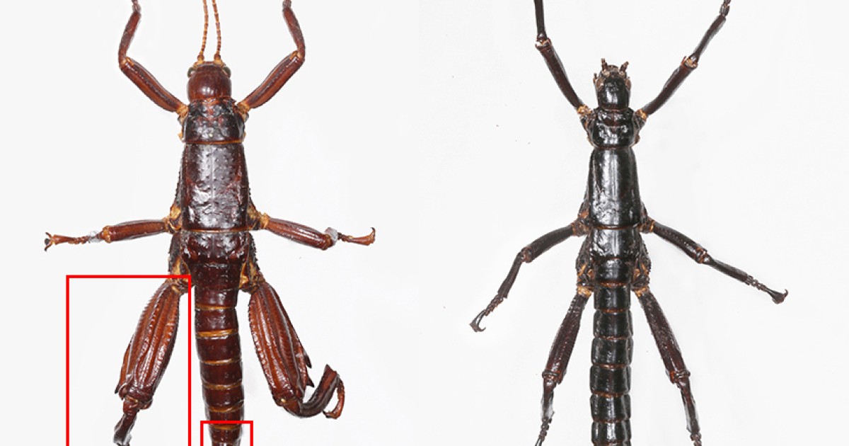 左）ミュージアム標本のロードハウナナフシと（右）ボールズ